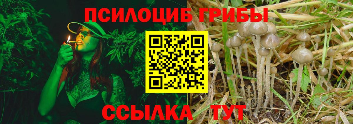 Галлюциногенные грибы Psilocybine cubensis Унеча