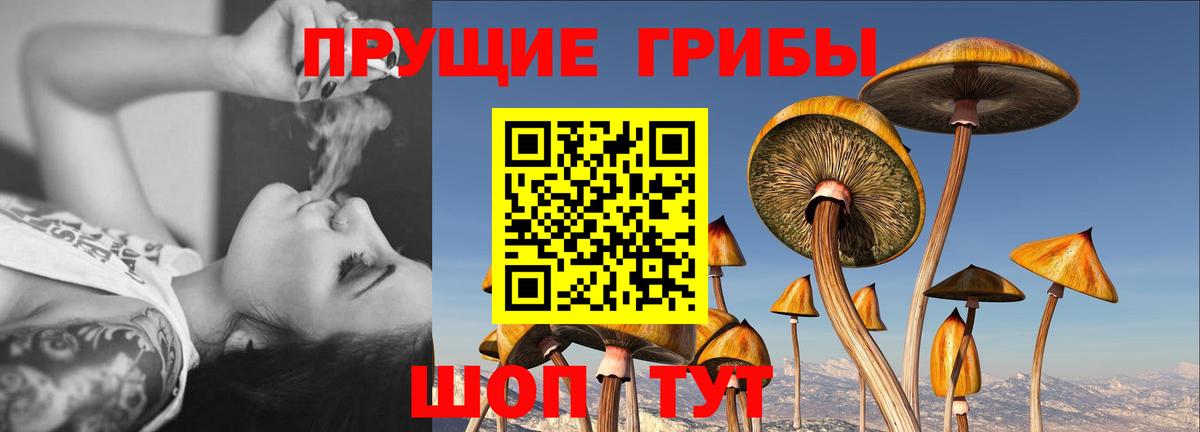 Галлюциногенные грибы Psilocybine cubensis  купить   Галлюциногенные грибы Psilocybine cubensis  Унеча  Вход с VPN 